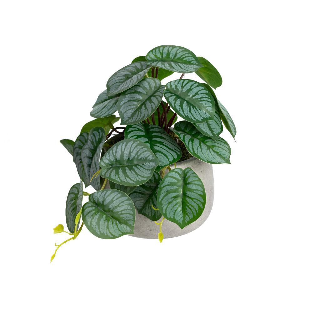 Calathea Bush Artificial Faux Plant Decorative 17cm In Pot Fast shipping On sale