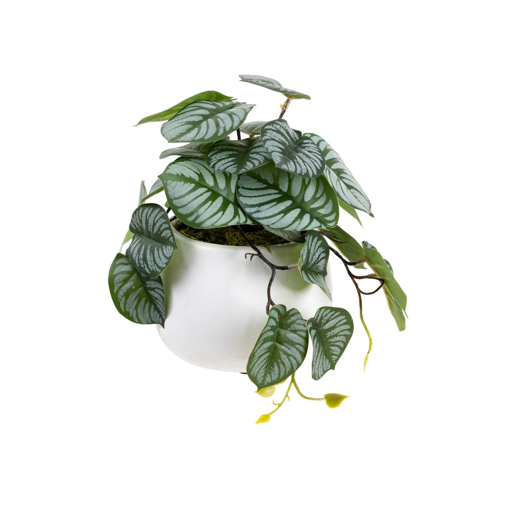 Calathea Bush Artificial Faux Plant Decorative 17cm In Pot Fast shipping On sale