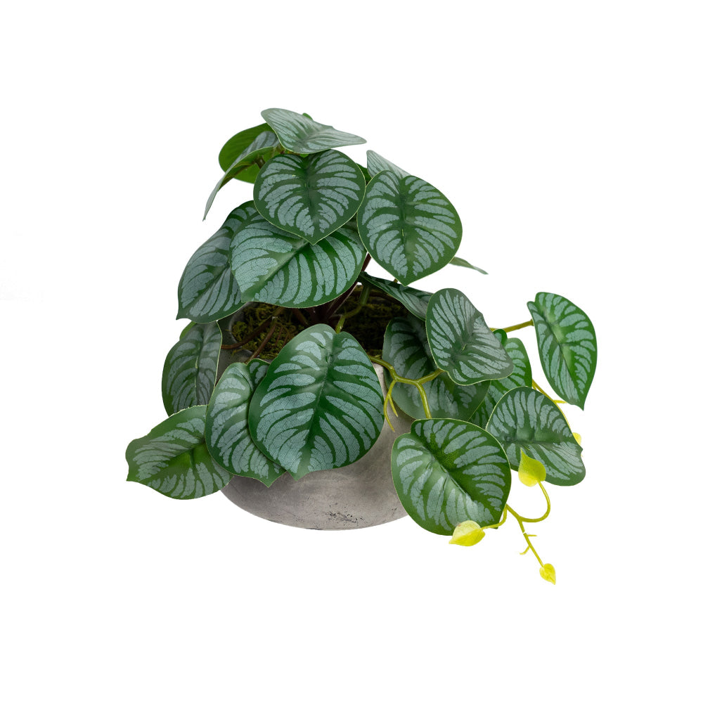 Calathea Bush Artificial Faux Plant Decorative 17cm In Pot Fast shipping On sale