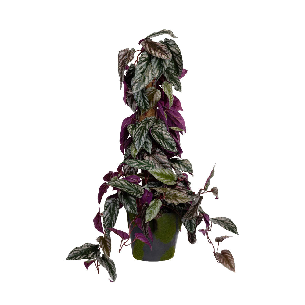 Cissus Discolour Plant 68cm Artificial Flower Arrangement Decorative On Pole Fast shipping sale