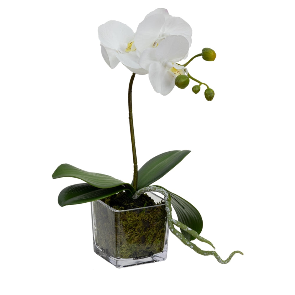 Orchid 32cm White Artificial Faux Plant Decorative Arrangement In Square Glass Fast shipping On sale