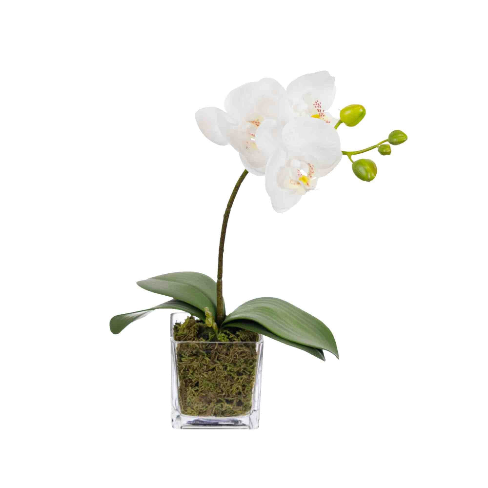 Orchid 32cm White Artificial Faux Plant Decorative Arrangement In Square Glass Fast shipping On sale