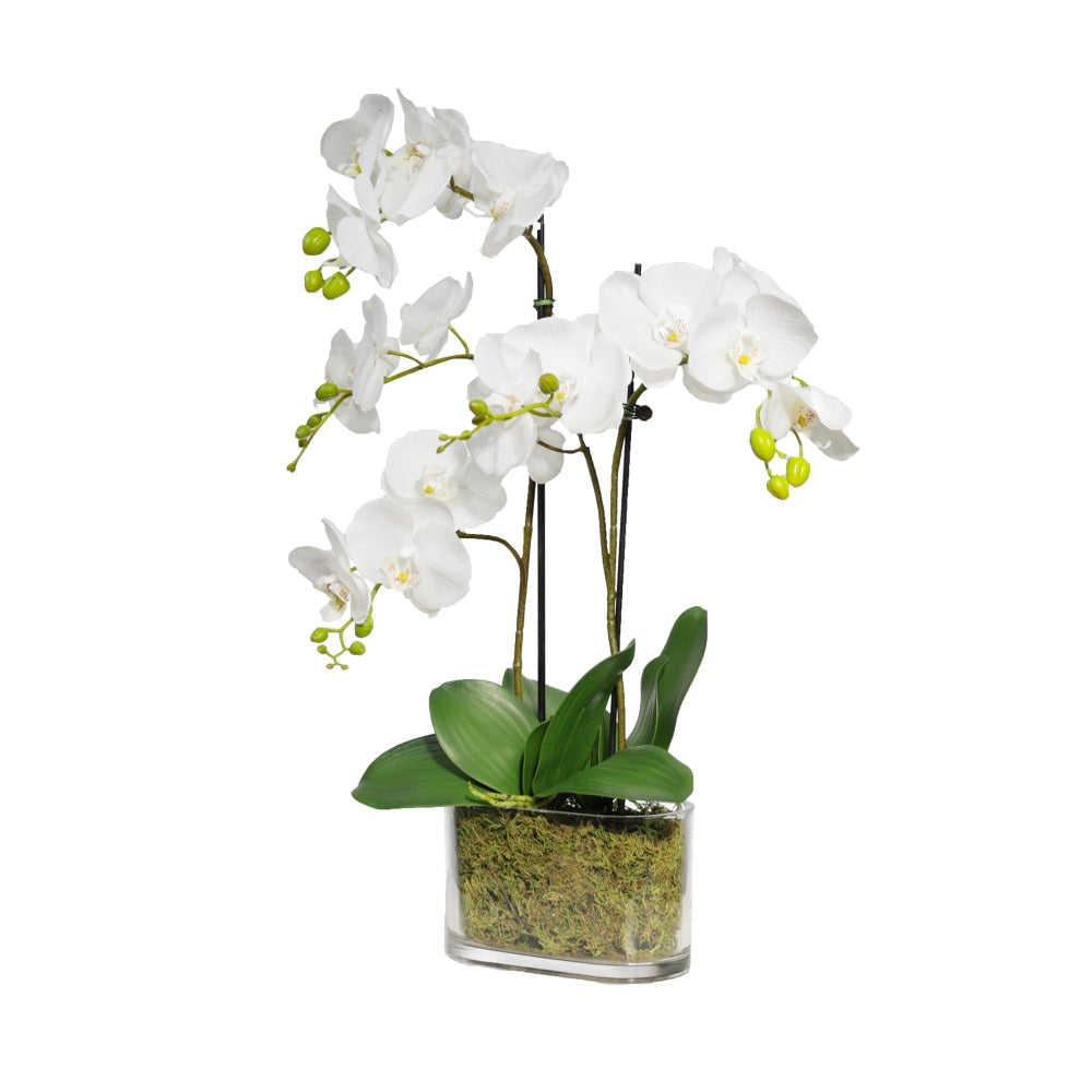 Orchid 60cm Artificial Faux Plant Decorative Arrangement In Flat Glass White Fast shipping On sale