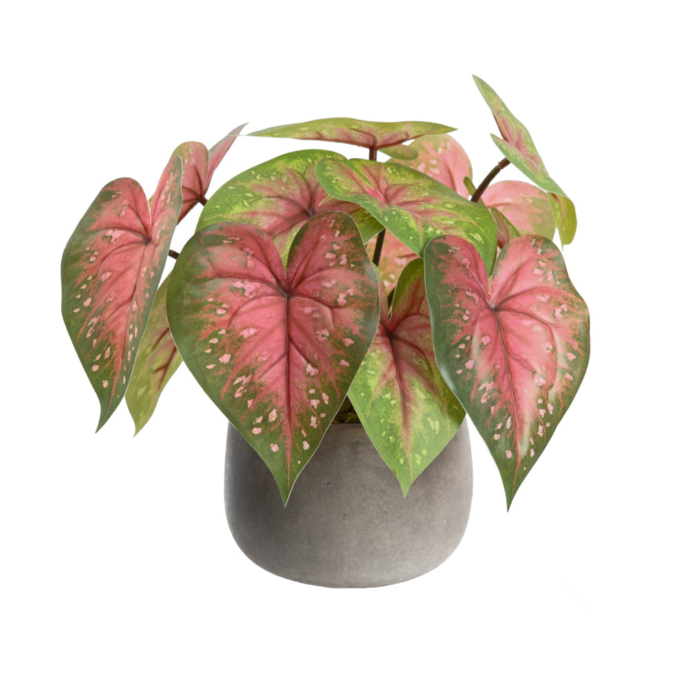 Red Caladium 30cm Artificial Plant Flower Arrangement Decorative In Pot Fast shipping On sale