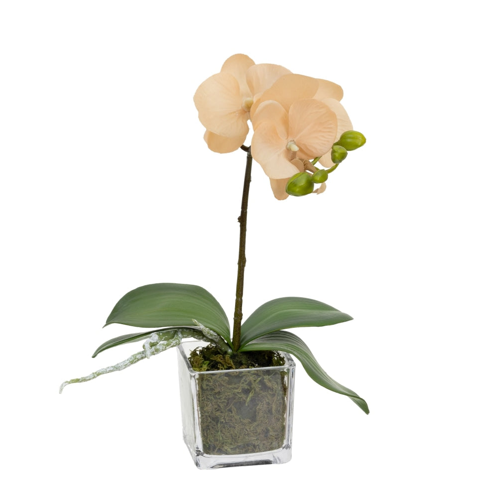 Apricot Orchid Artificial Fake Plant Decorative Arrangement 32cm In Square Glass Fast shipping On sale