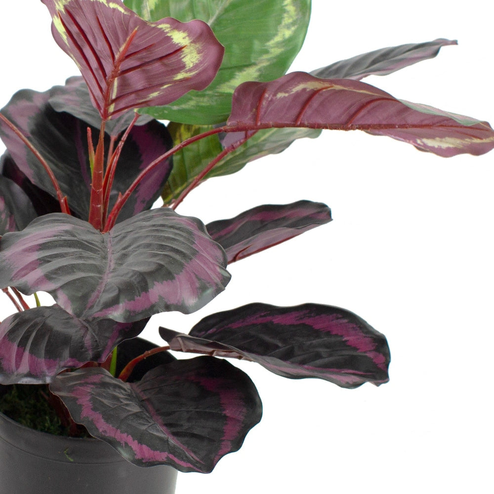 Burgundy Calathea Artificial Fake Plant Decorative 52cm in Pot - Fast shipping On sale