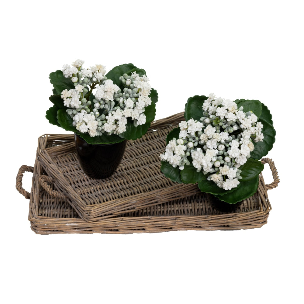 Set Of 2 Kalanchoe Artificial Fake Plant Decorative Arrangement In Pot 20cm Green & Cream Fast shipping On sale