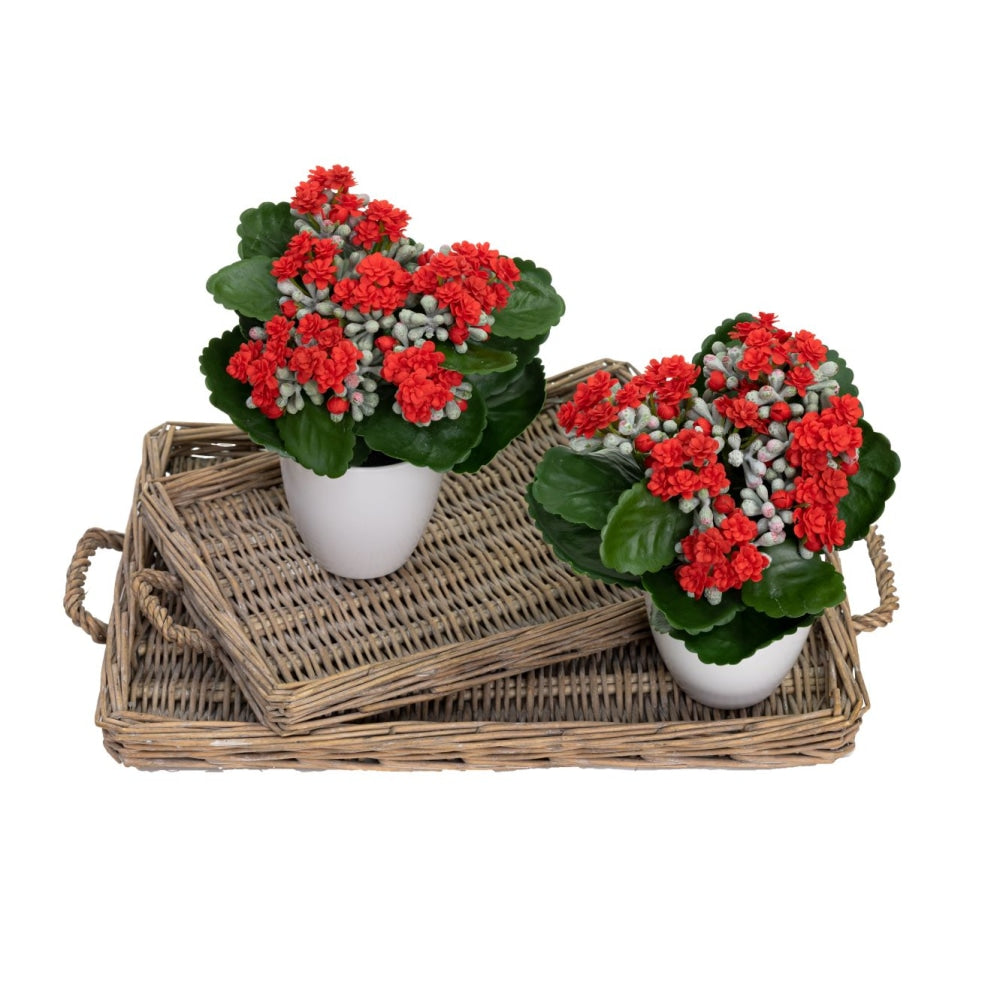 Set Of 2 Kalanchoe Artificial Fake Plant Decorative Arrangement In Pot 20cm Green & Red Fast shipping On sale